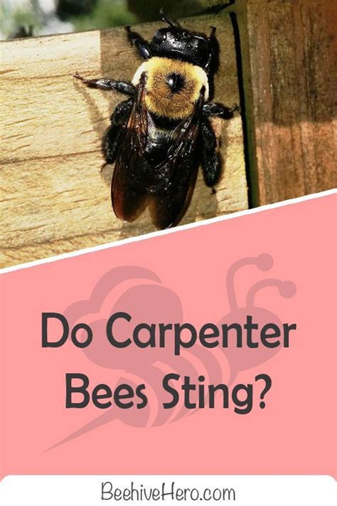 What should you do if you get stung by a carpenter bee?