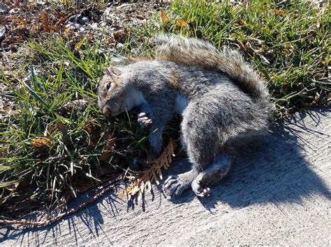 What should you do with a dead squirrel?