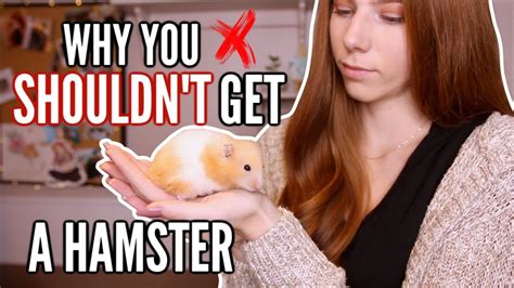 What should you never do with a hamster?