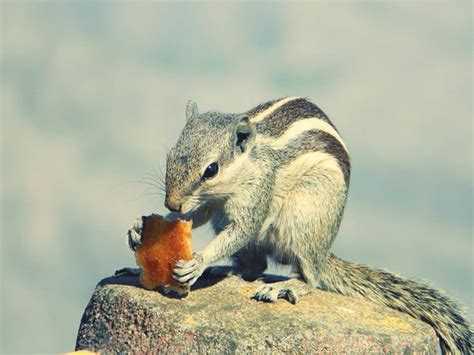 What should you never feed a squirrel?
