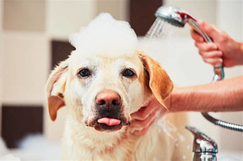 What should you not do when grooming a dog?