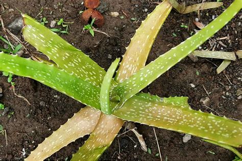 What should you not do with aloe vera?