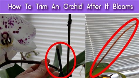 What should you not do with an orchid?