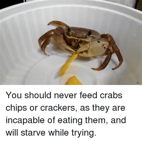 What should you not feed crabs?