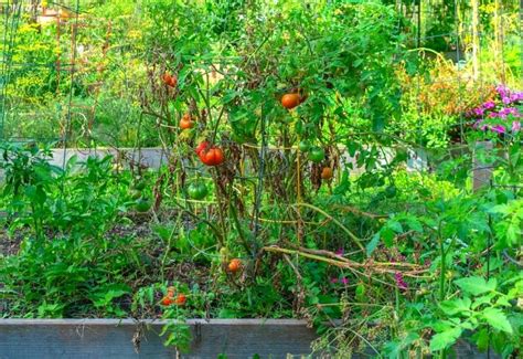 What should you not plant next to tomatoes?