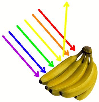 What single color of light illuminating a ripe banana?