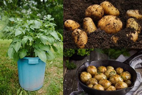 What size container is best for growing potatoes?