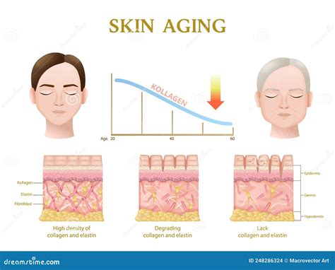 What skin type ages slowly?