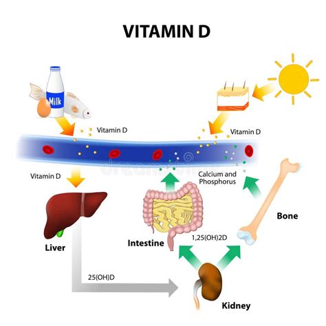 What slows vitamin D absorption?