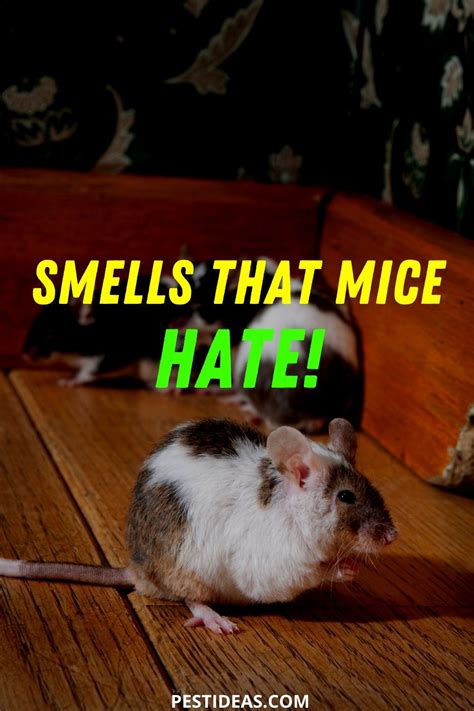 What smell are mice scared of?