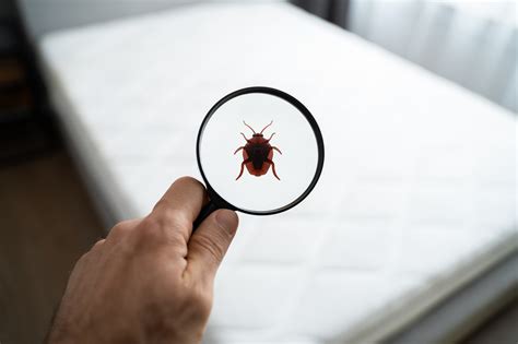 What smell attracts bedbugs?