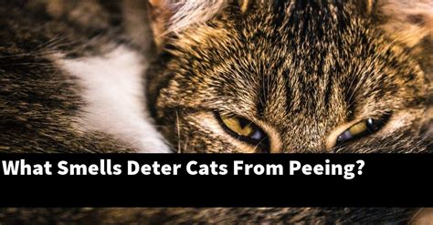 What smell attracts cats to pee?