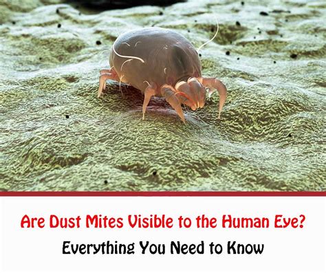 What smell attracts mites?