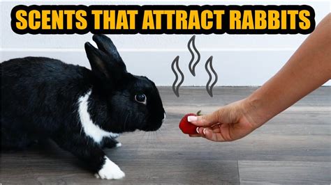 What smell attracts rabbits?