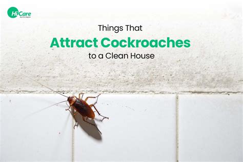 What smell attracts roaches?