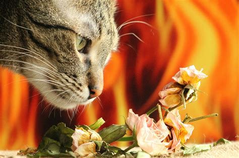 What smell calms cats?
