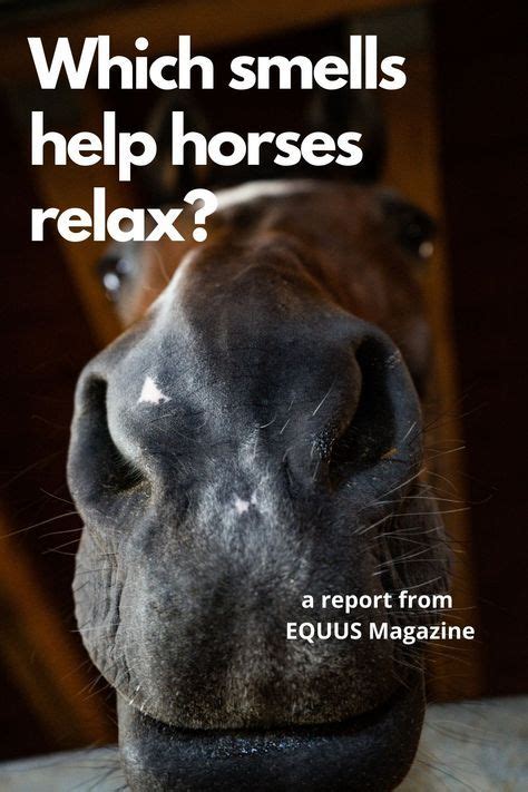 What smell calms horses?