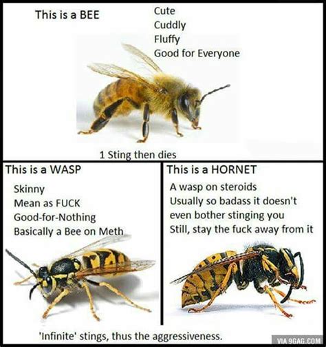 What smell do Hornets hate?