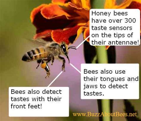 What smell do bees like the most?