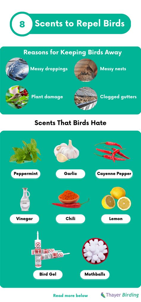 What smell do birds hate?