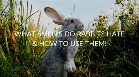What smell do bunnies hate?