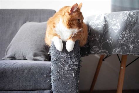 What smell do cats hate to stop scratching furniture?