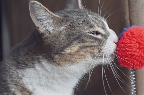 What smell do cats love?