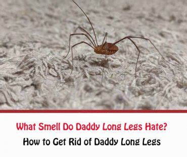 What smell do daddy long-legs hate?