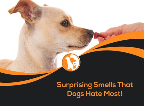 What smell do dogs hate to poop on?