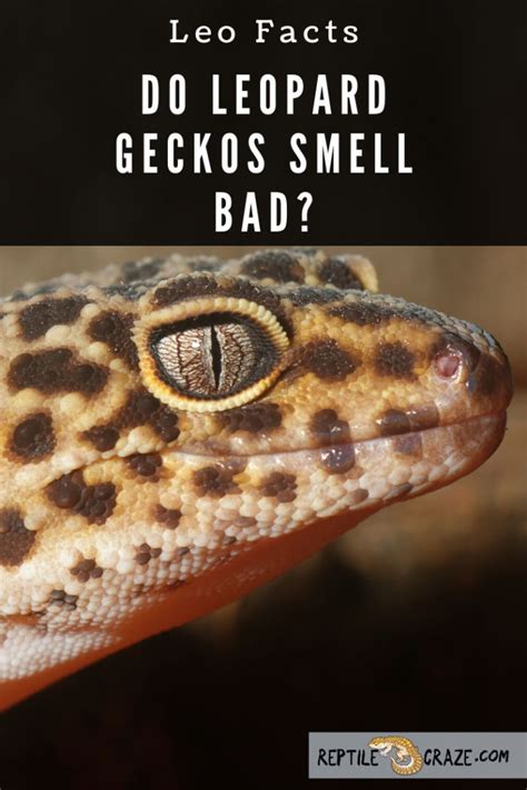 What smell do geckos hate?