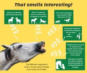 What smell do horses love?
