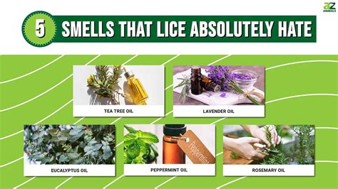 What smell do lice hate?