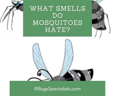 What smell do mosquitoes hate?