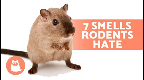 What smell do rats hate?