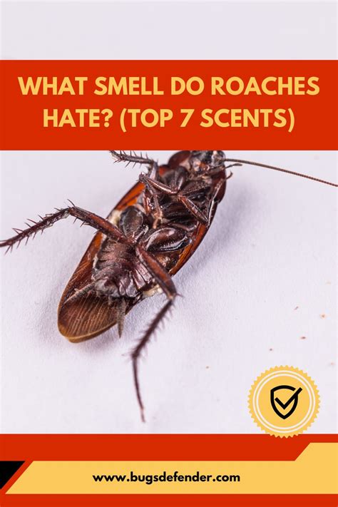 What smell do roaches hate the most?