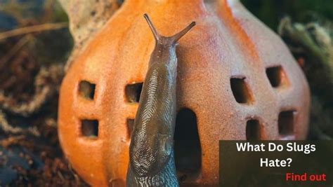 What smell do slugs hate?