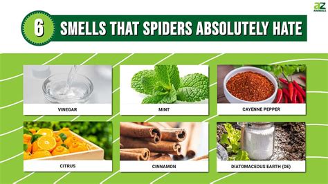 What smell do spiders hate?