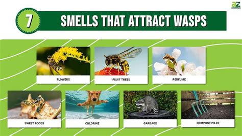 What smell do wasps like?