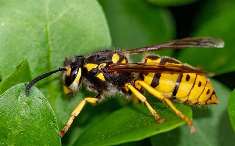What smell do yellow jackets hate?