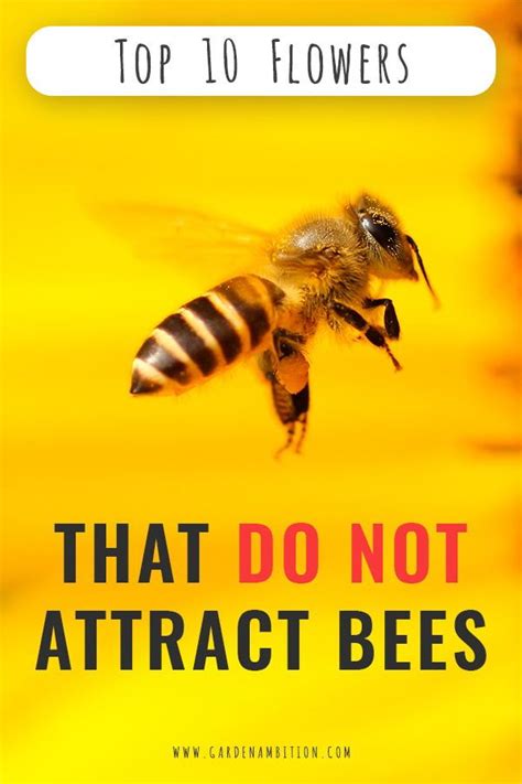 What smell does not attract bees?