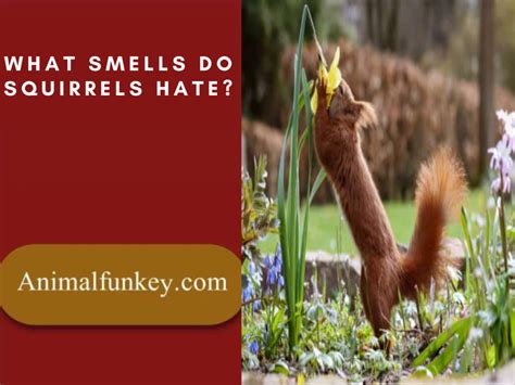 What smell does squirrels hate the most?
