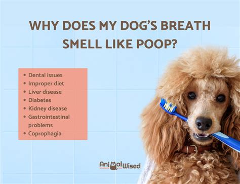 What smell irritates dogs?
