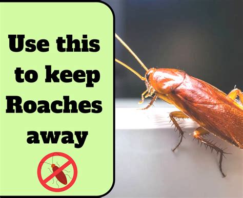 What smell keeps roaches?