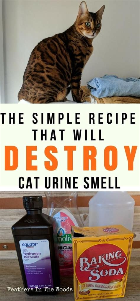 What smell kills cat pee?