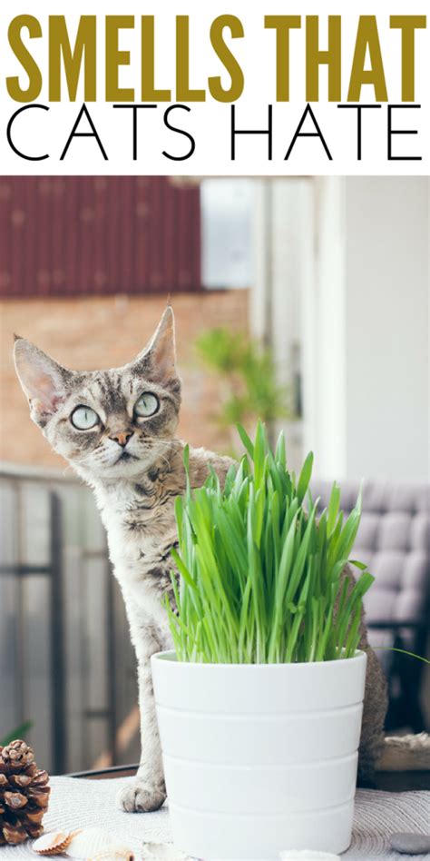 What smell makes cats stay away?