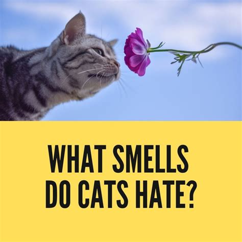 What smell offends cats?
