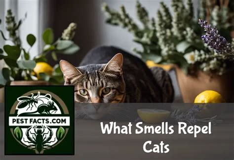 What smell repels cats the most?