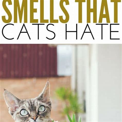 What smell will keep cats away?