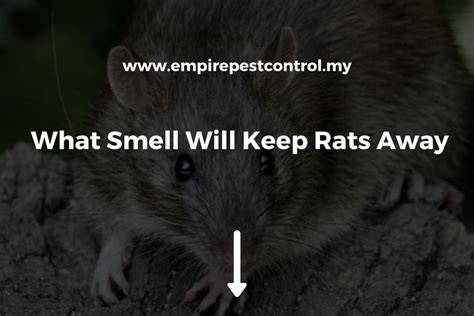 What smell will keep rats away?
