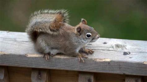 What smells are squirrels attracted to?